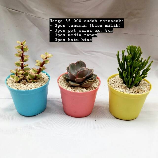 KAKTUS MINI  DAN SUKULEN POT  WARNA 3PCS ukuran 8cm Shopee 