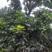 

DAUN ALPUKAT SEGAR RP 300