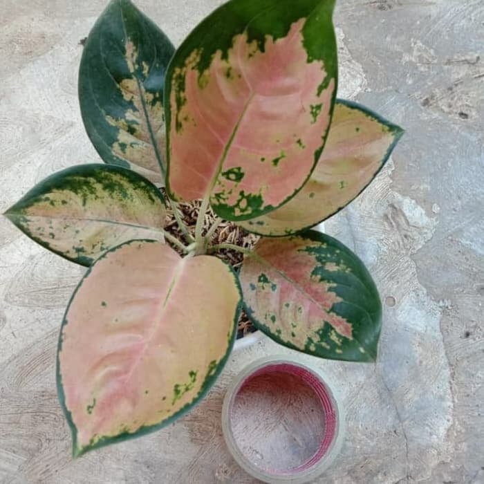 tanaman hias aglonema sultan brunei _sultan brunei _aglonema sultan