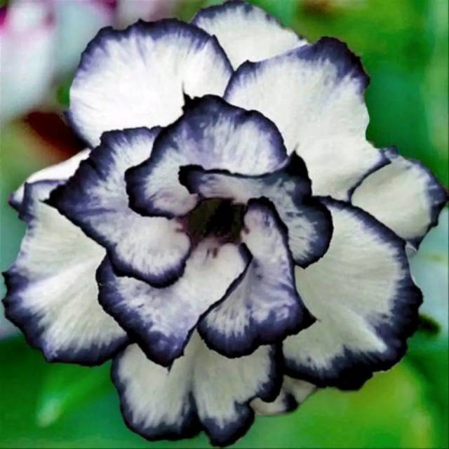 Tanaman Hias Adenium Kamboja Bunga Putih Strip Biru Adenium Kamboja Shopee Indonesia