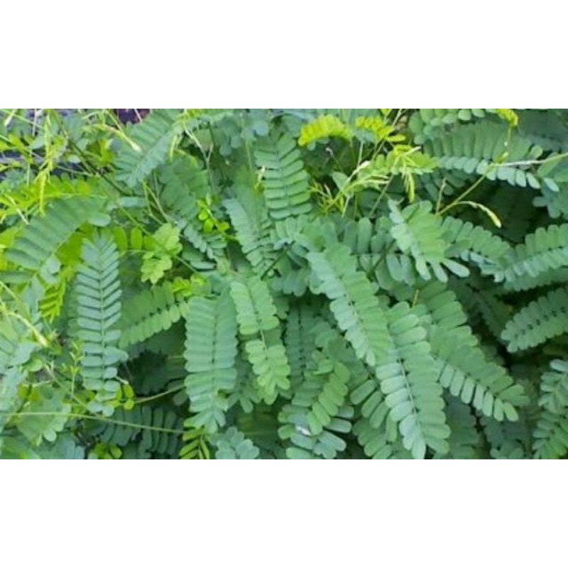 

Herbal daun saga manis atau saga rambat 50 gram segar obat batuk sariawan