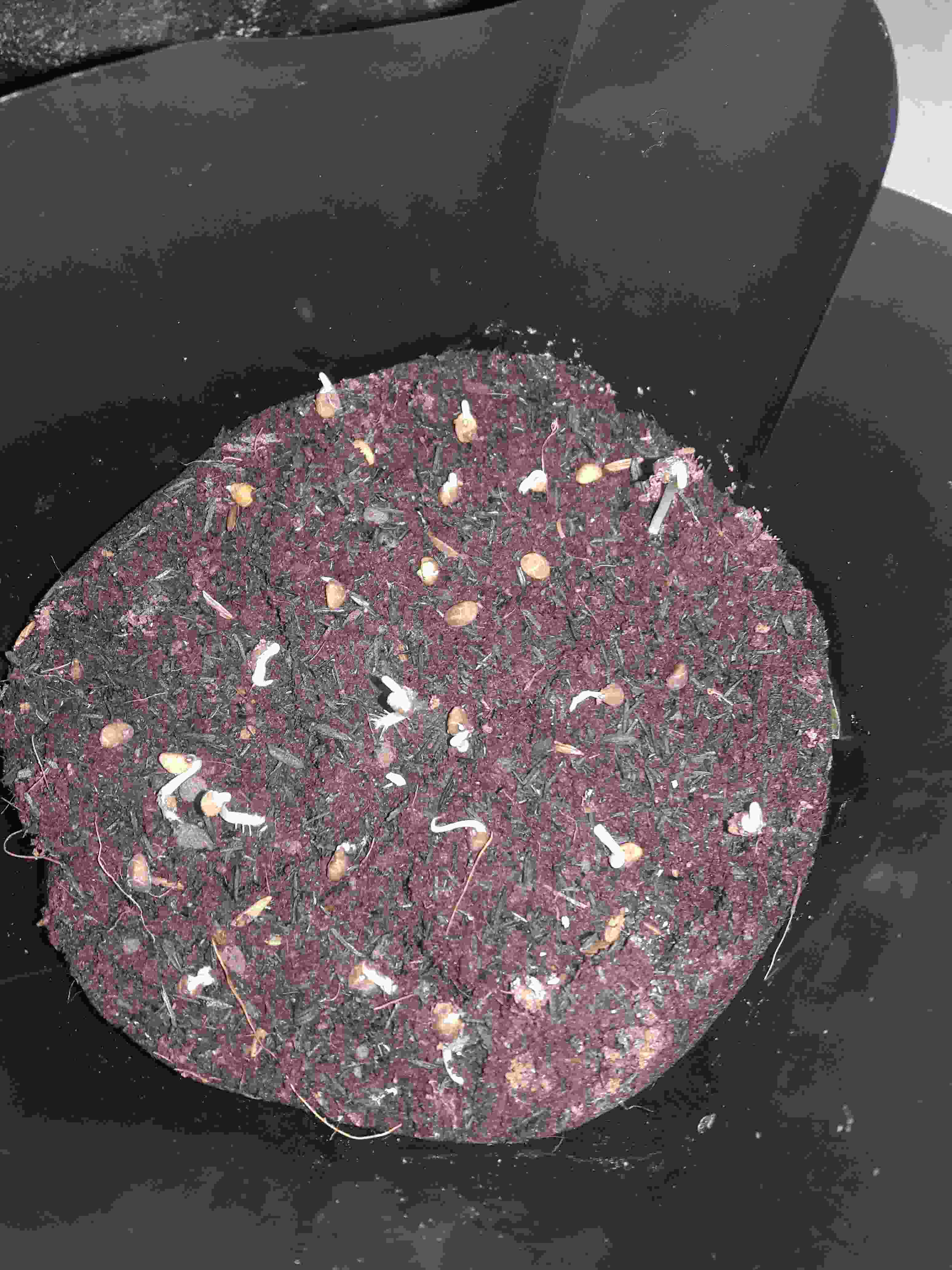 Polibag Ukuran 30 X 30 Cm