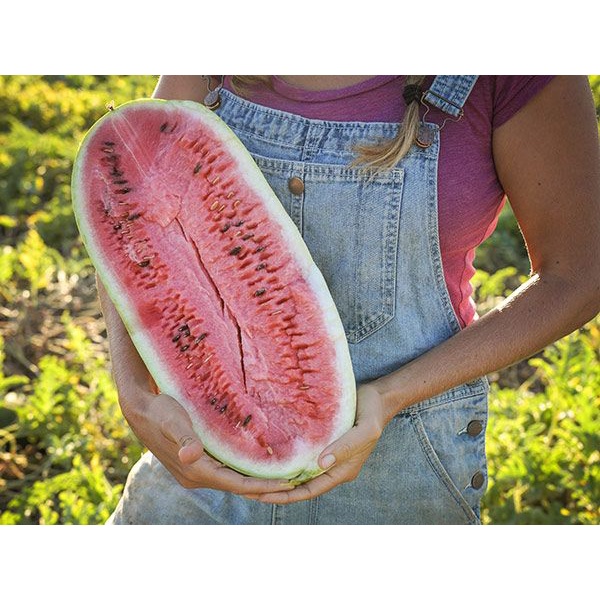 Benih Bibit Biji - Watermelon Charleston Gray Semangka Lonjong Merah Seeds - IMPORT