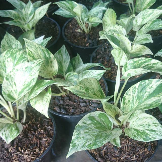 Sirih gading  putih varigata