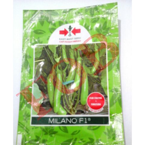 BENIH BIJI BIBIT l PANAH MERAH l TERONG MILANO