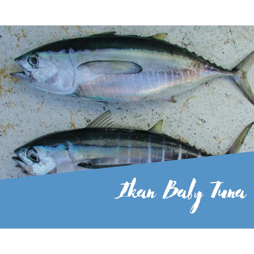 

Ikan Baby Tuna 1 kg