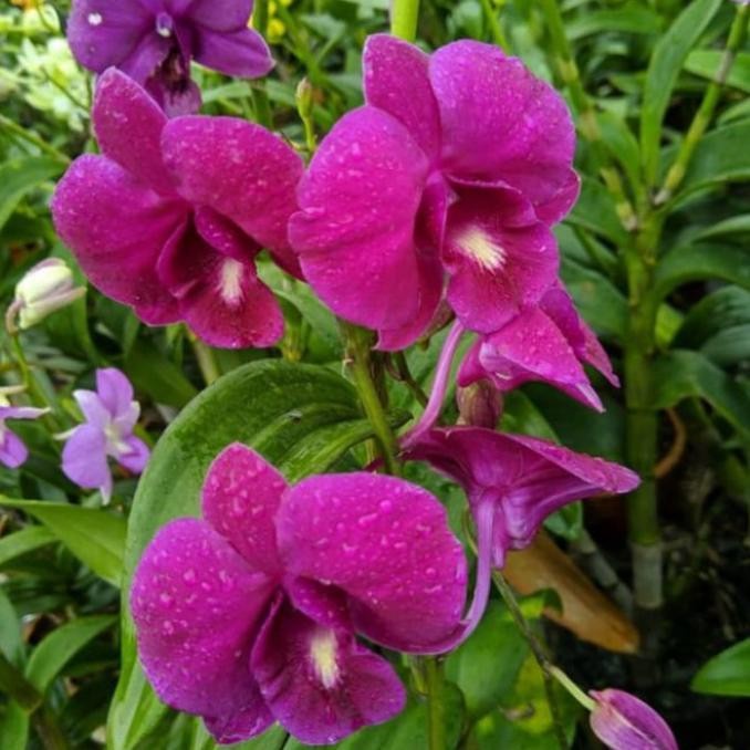 Anggrek Dendrobium Dewasa//Anggrek Dendrobium terlaris dan termurah