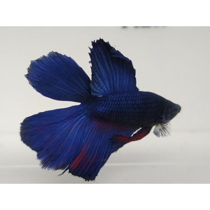 CUPANG HMDT/HALFMOON DOUBLE TAIL-REAL PICT (Ikan sesuai foto)