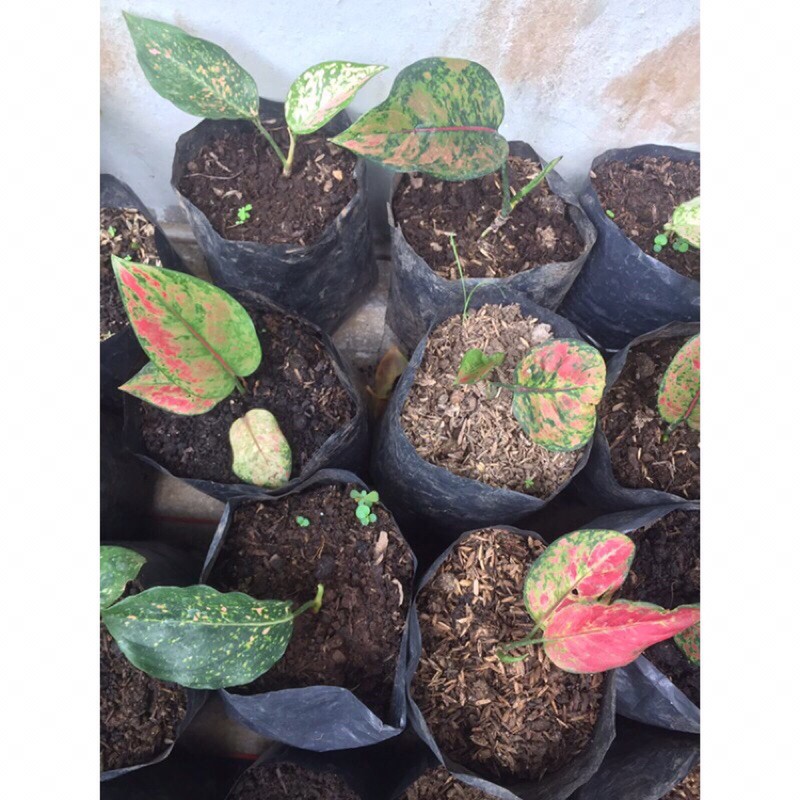 Aglaonema Hengheng || Aglonema hengheng || Aglaonema heng heng ||