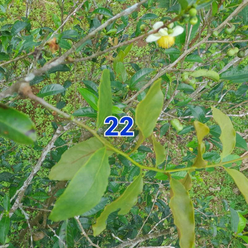 

Jual daun benalu Teh asli keadan segar jenis daun besar per 500 grm