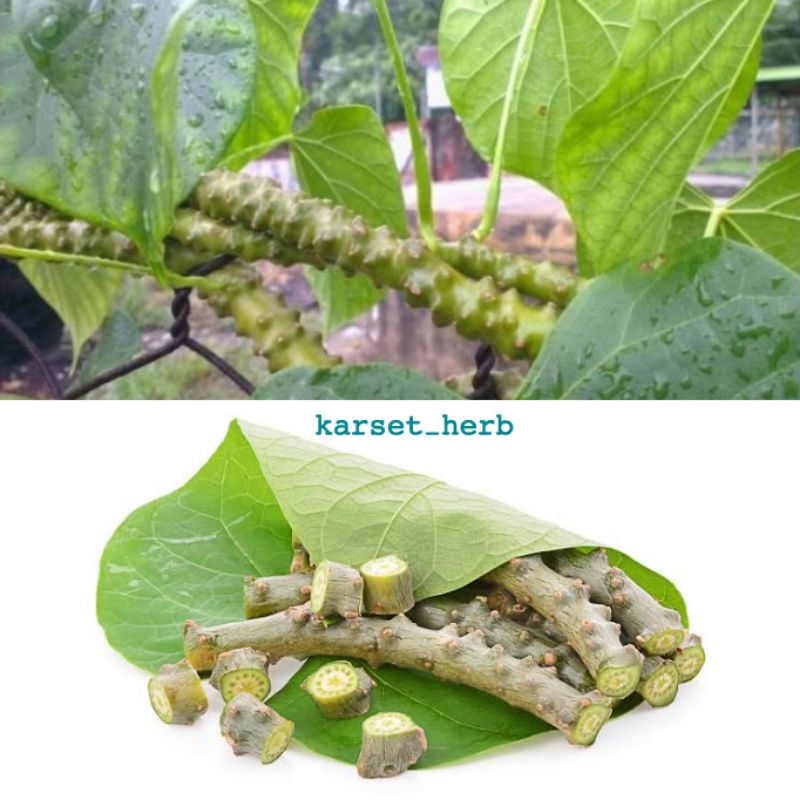 

Batang stek / herbal brotowali | bratawali | antawali | akar ali-ali SEGAR | SAPIH ASI 25cm