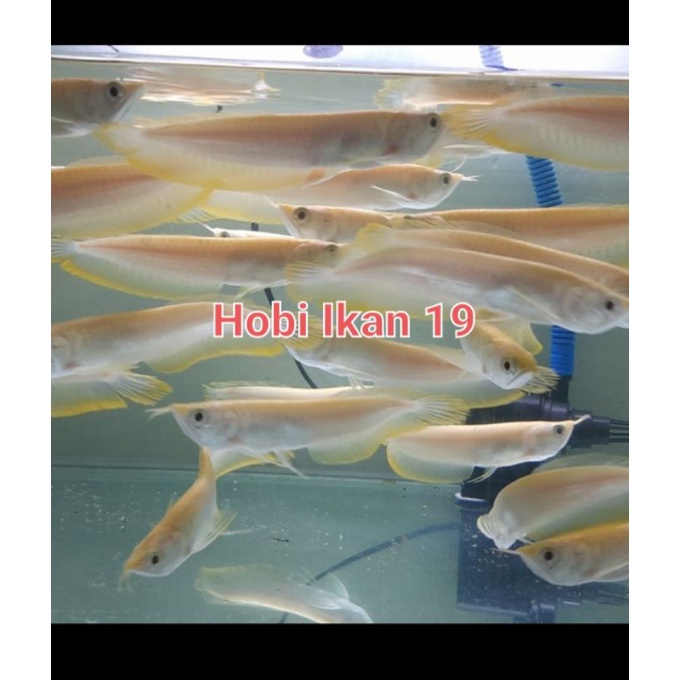 

Tahu Ikan aro silper al_binoo 13-14