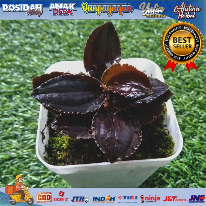 Tanaman hias hutan jewel hitam no serat/anggrek tanah unik langka