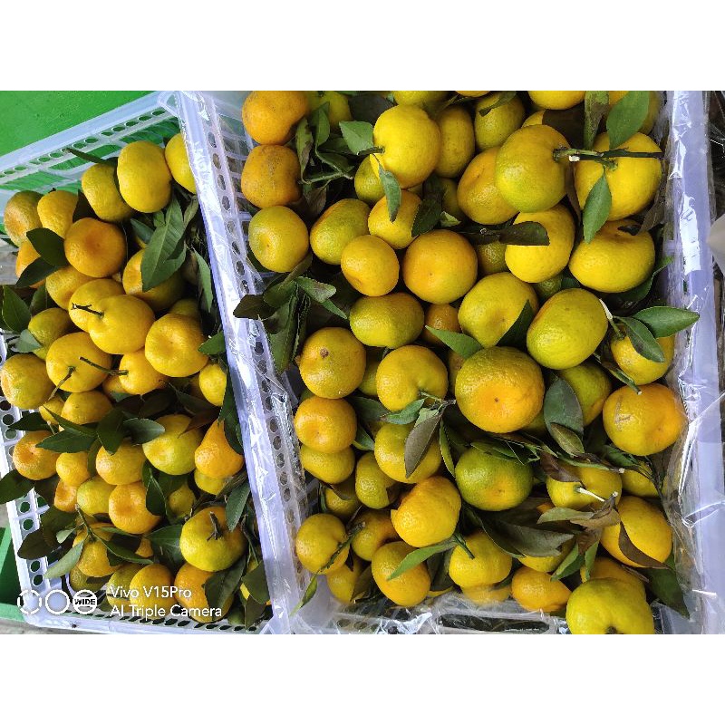

BUAH JERUK SHANTANG DAUN MANIS DAN SEGAR 1KG