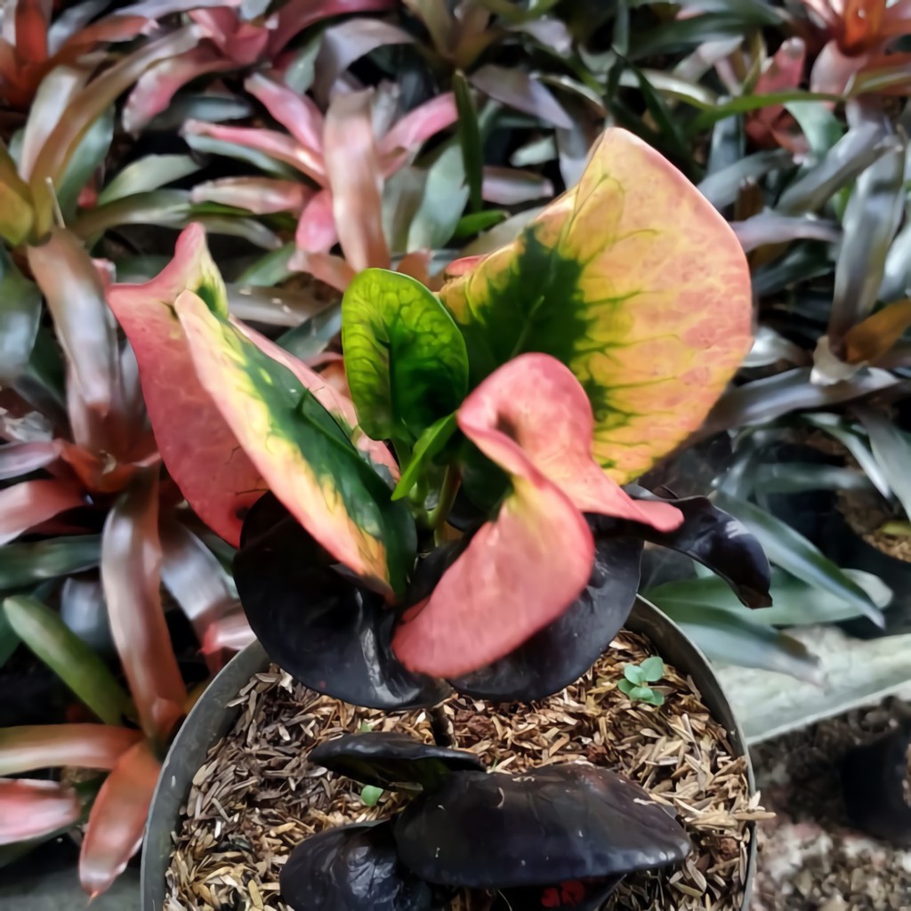 Tanaman hias Puring apel washington kecil