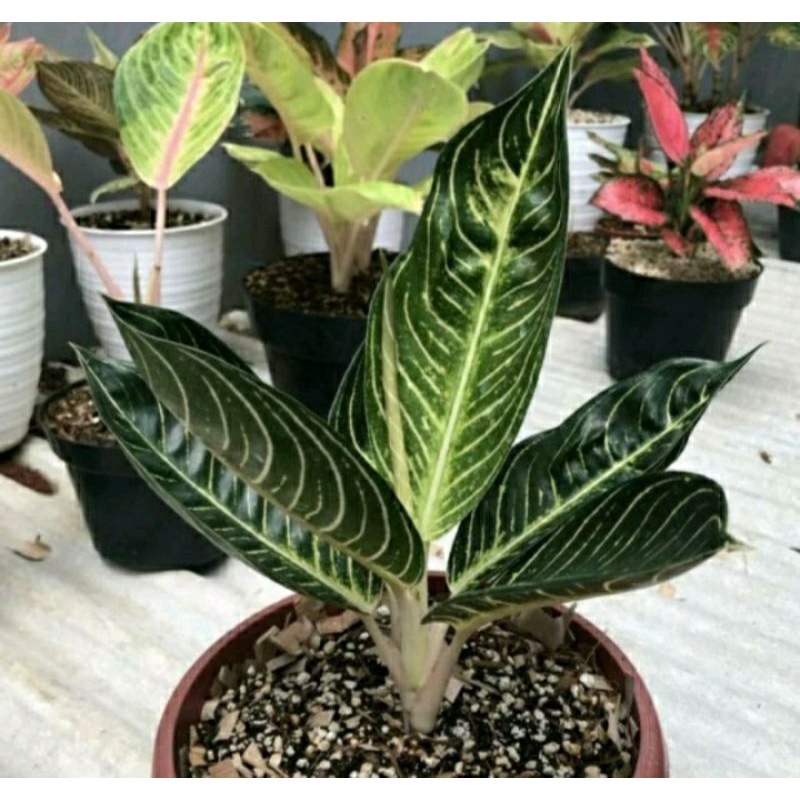 Tanaman hias Aglonema pos white baby - Aglonema Poswhite Baby