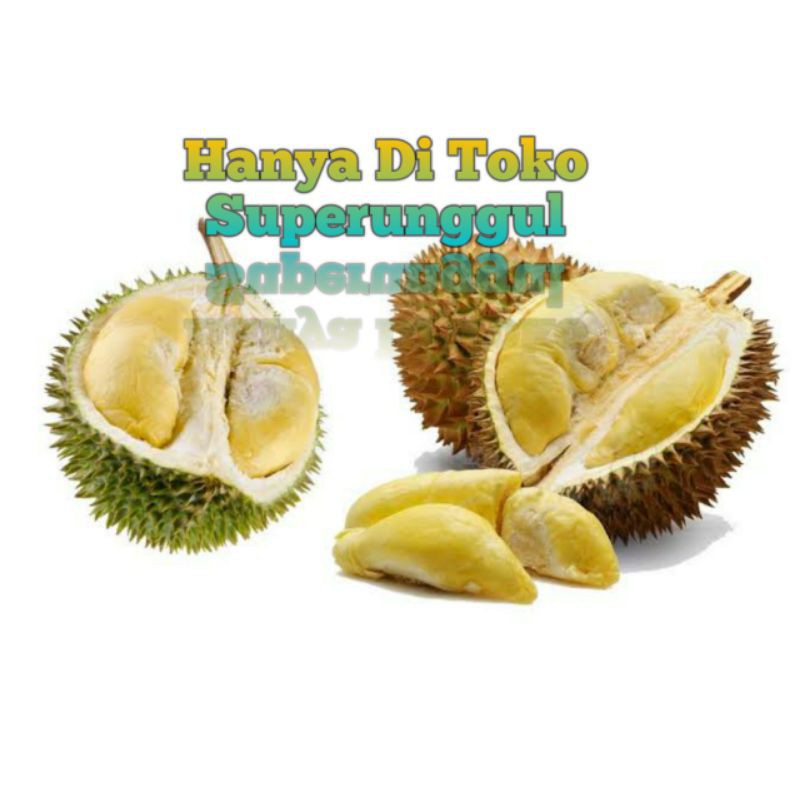 Bibit durian montong kaki 3 Super