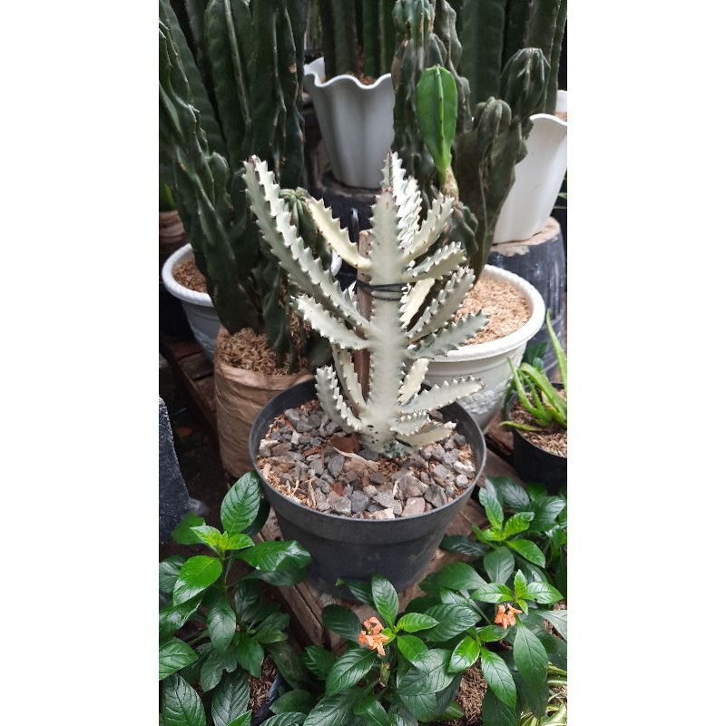 kaktus tulang variegata