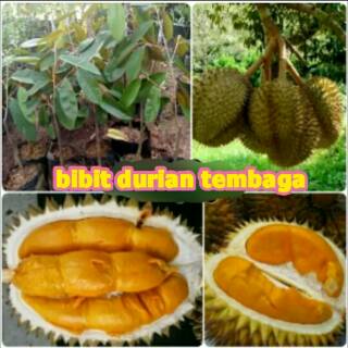 Unduh 810 Gambar Durian Tembaga Keren 