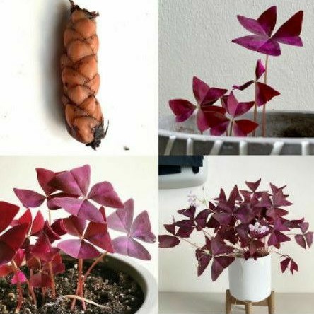 Umbi Oxalis Triangularis Ungu