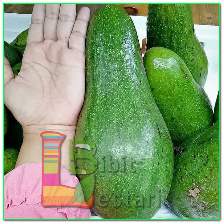 Bibit Alpukat Aligator Buah JUMBO