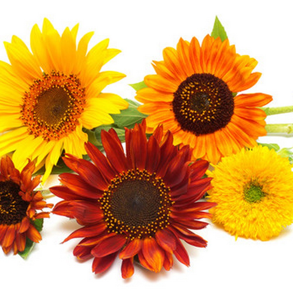 PlantaSeed - 10 Seeds - Sunflower All Sorts Mixture Biji - PAS0245