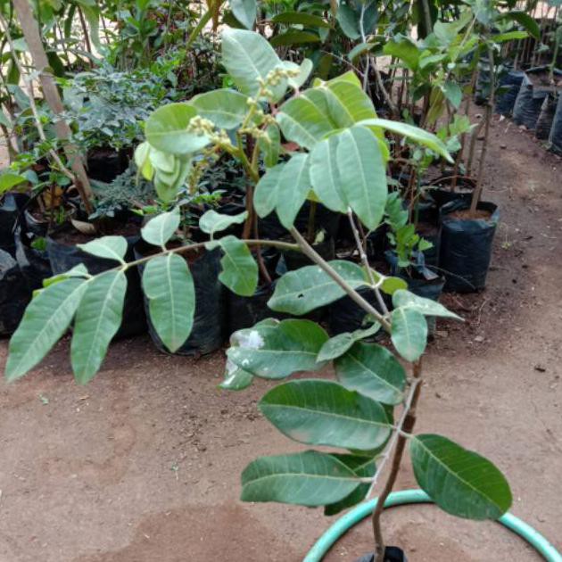 Bibit Kelengkeng Matalada  Kondisi Sedang Berbuah  Bibit Kelengkeng Mata Lada  Bibit Tanaman Buah