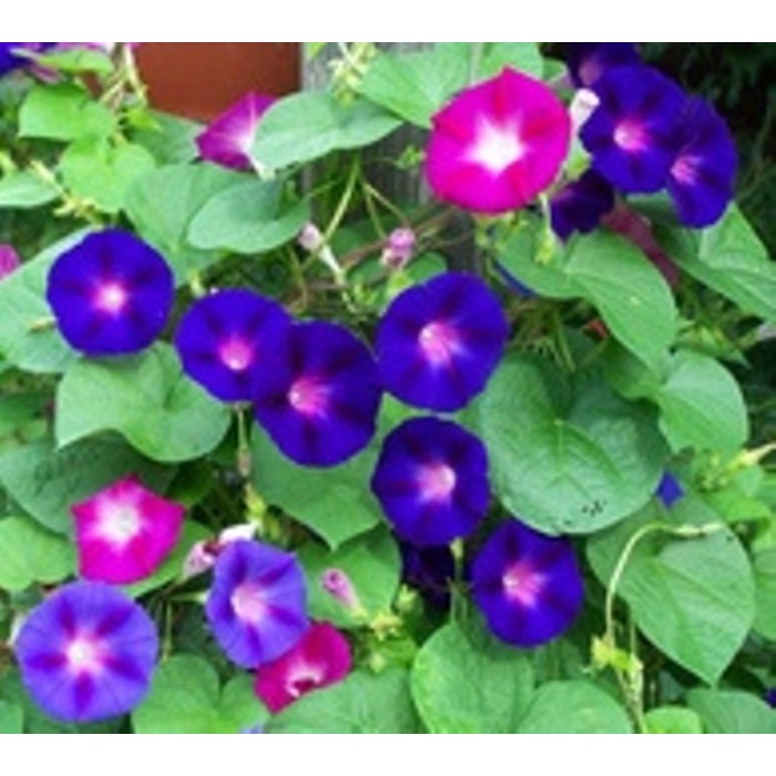 Benih Bunga MORNING GLORY MIXED 3 BIJI bibit bunga import F1 mr fothergills