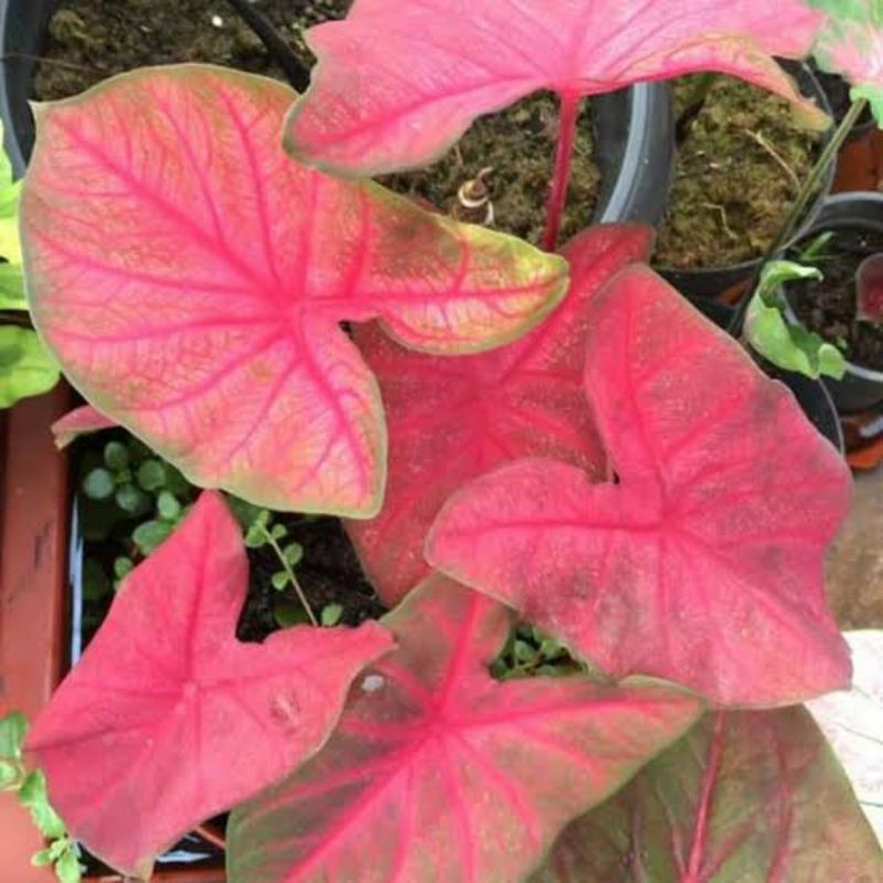 Bunga Caladium Mirzani Tanaman Hias Bunga Keladi Murah Keladi Mirzani Ready Stok