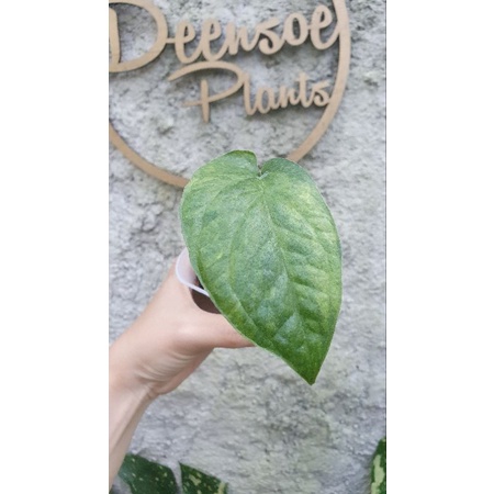 Amydrium Medium Yellow Variegated (tunas)