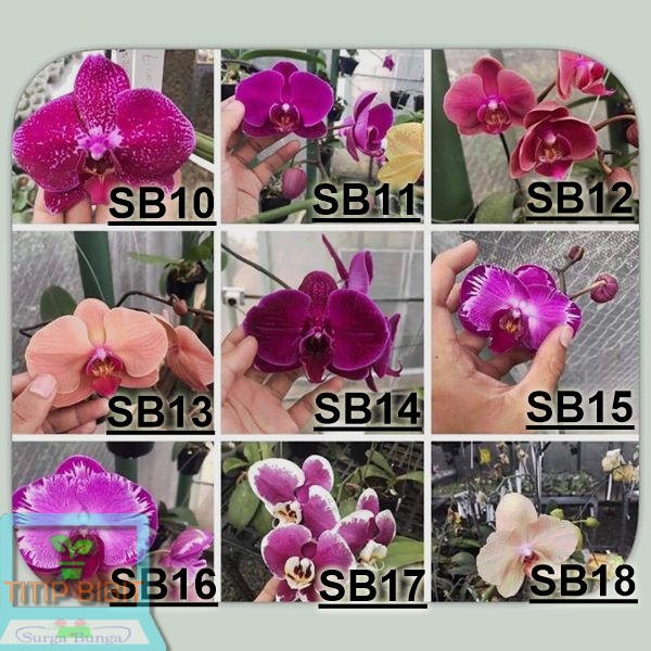 Anggrek Bulan - Phalaenopsis Seedling Hybrid