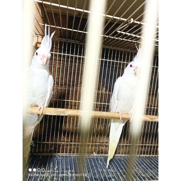 Burung falk putih albino mm sepasang jantan dan betina