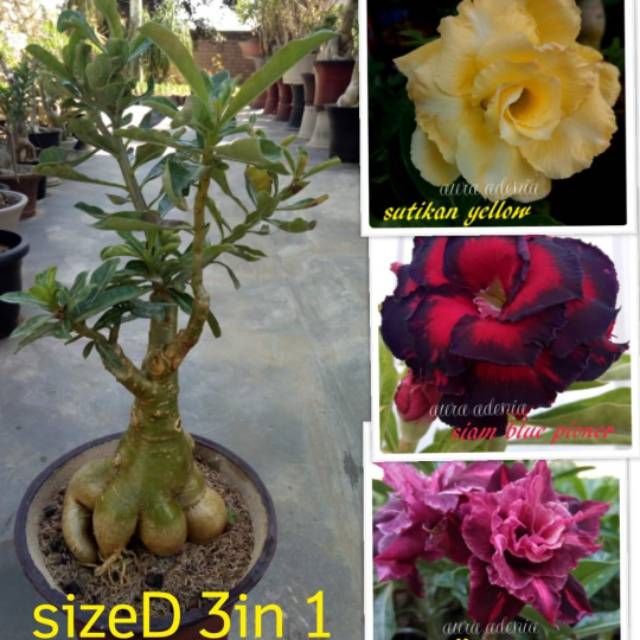 Bibit Bunga Kamboja Jepang Adenium Triple 1 Batang 3 Warna Terbaru 2019 Shopee Indonesia