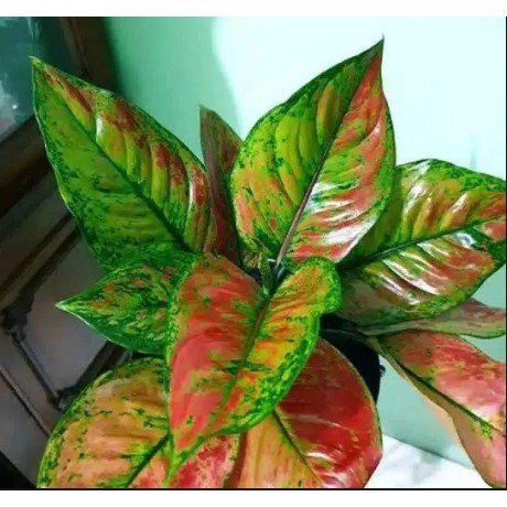 Tanaman Hias Aglonema Heng Heng Hijau Merah Dekorasi Rumah Sri Rejeki Bibit Benih Tumbuhan Murah