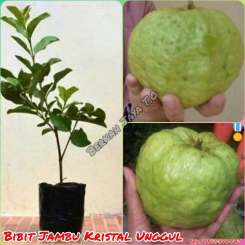BIBIT BUAH JAMBU KRISTAL SUDAH BERBUAH