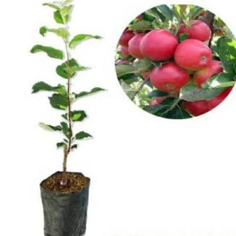 tanaman bibit buah apel fuji sudah berbunga