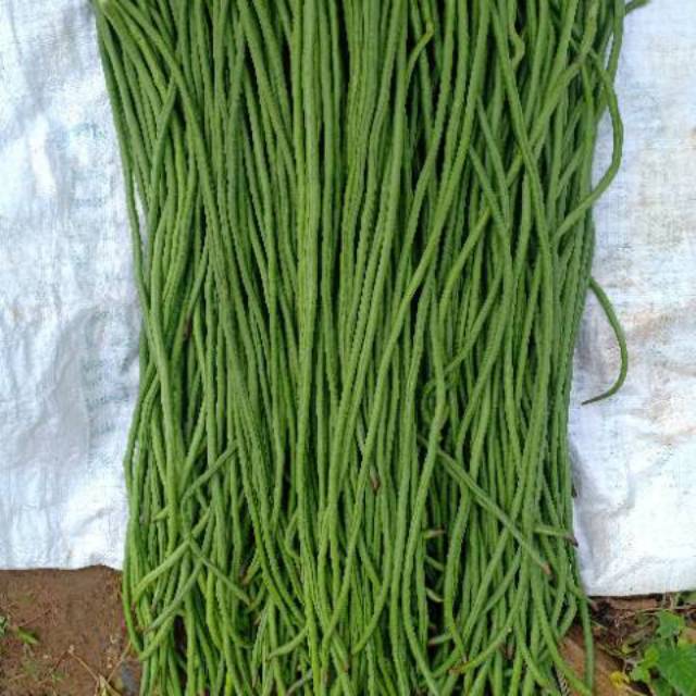 

Kacang panjang Hijau
