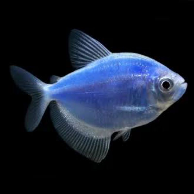 ikan GLOFISH BiRU terbaru