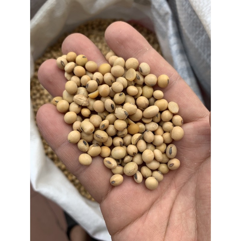 

Kacang Kedelai 500GR