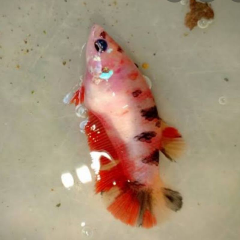 Ikan Cupang Nemo Classic Betina (FULL EGG)