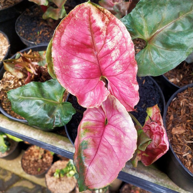 Syngonium Strawberry Ice