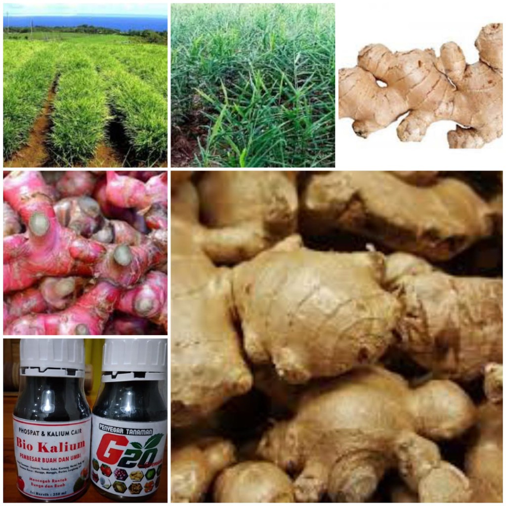 Pupuk Cair Untuk Tanaman Jahe Penyubur dan Pembesar Umbi Jahe