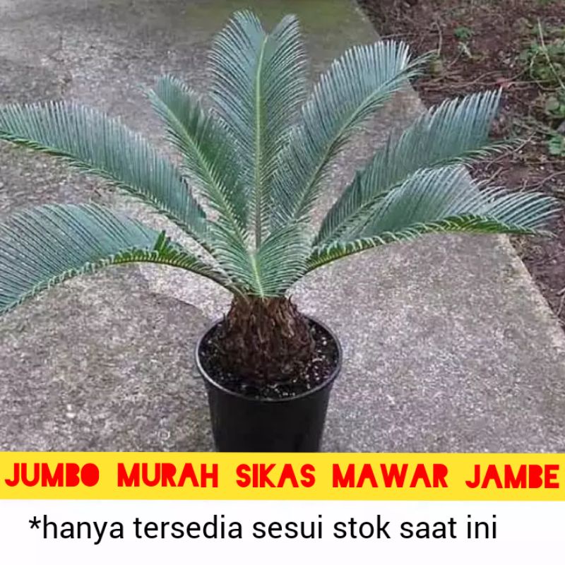 JUMBO RIMBUN / MAWAR JAMBE / PALEM SIKAS