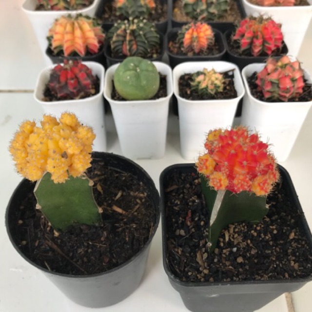 Kaktus Impor Thailand mooncactus orange grafting murah