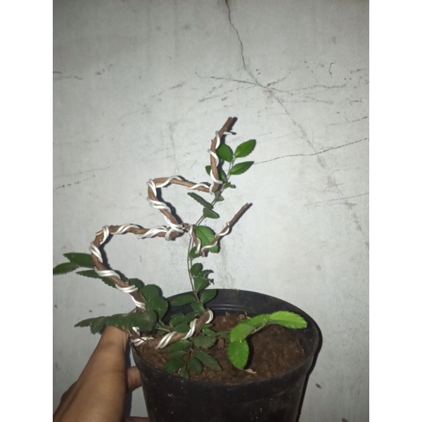 bahan mamean bonsai ulmus mikro extrim