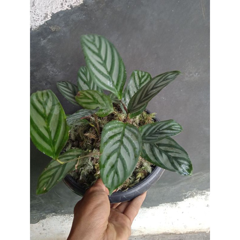 chalatea ...sentosa  jual jenis jenis..keladi