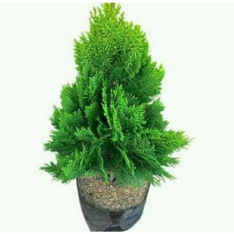 Tanaman cemara kipas pohon cemara kipas