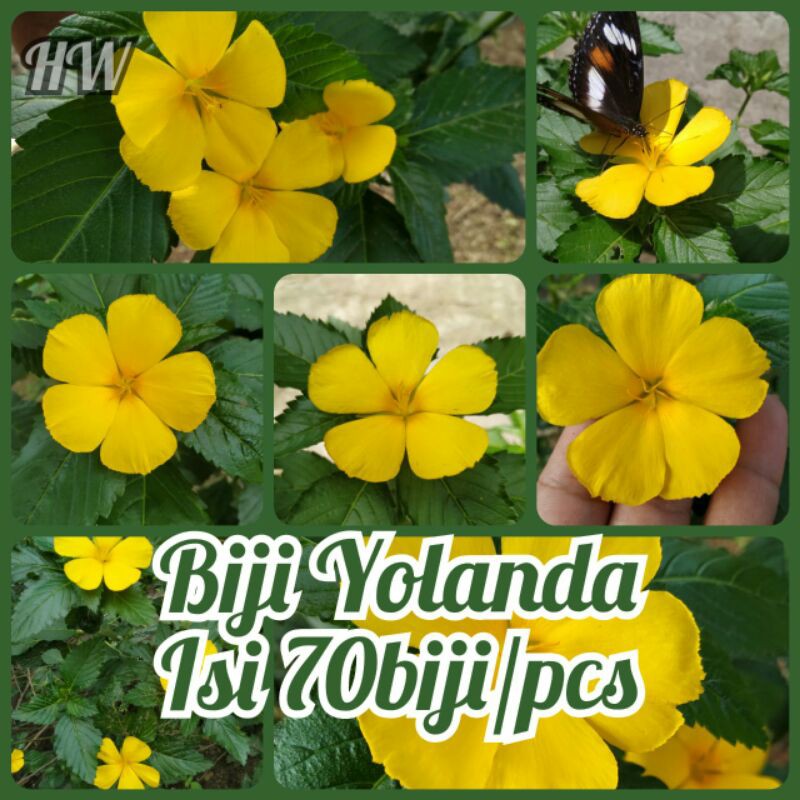 BIJI BUNGA YOLANDA