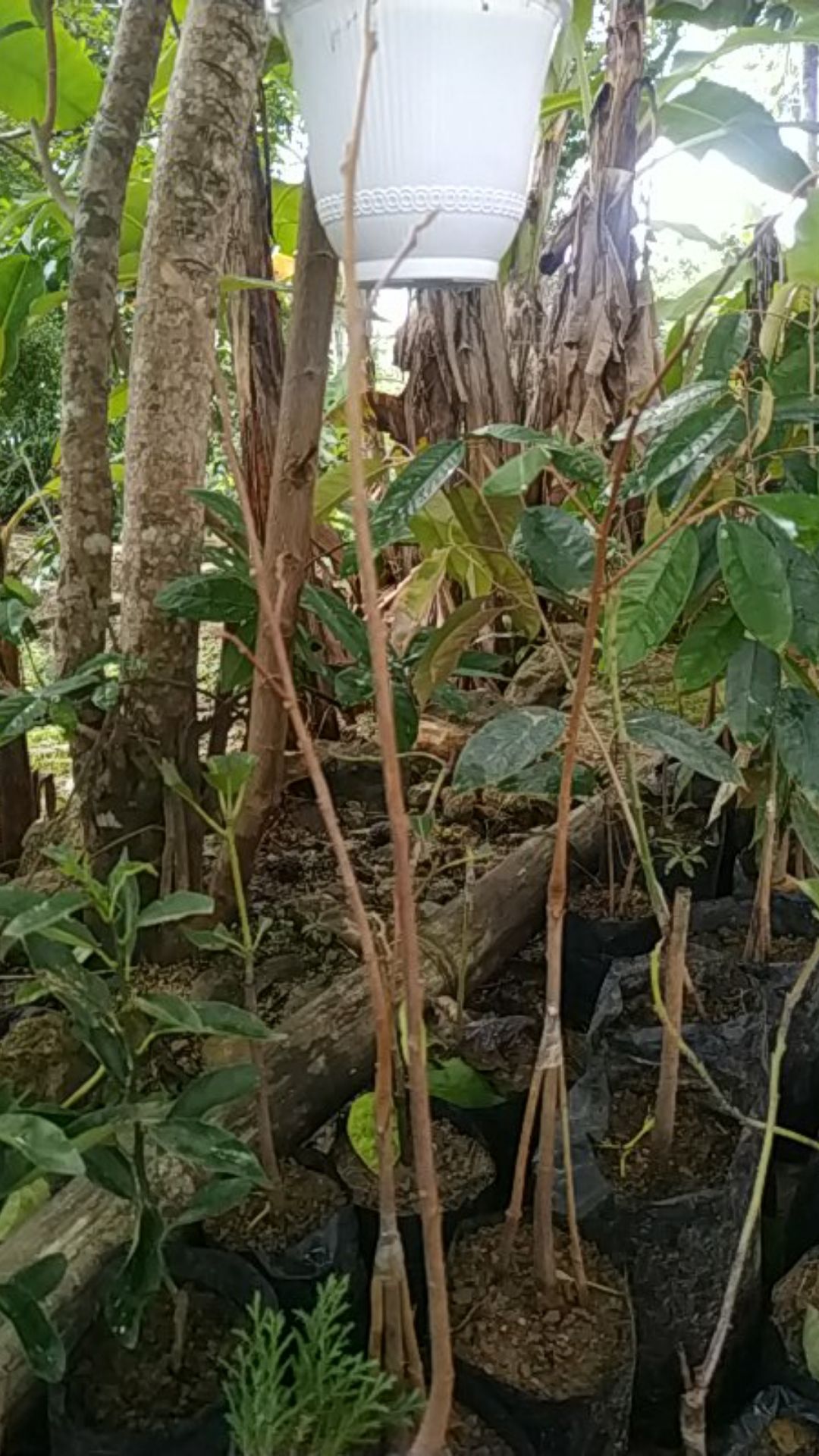 Bibit Durian Monthong Kaki 3 Super Unggul
