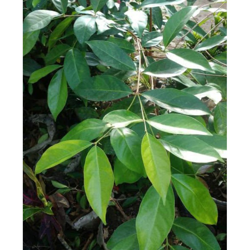 

Salam, daun per 5 lbr segar. Antioksidan, Vitamin C alami. Petik langsung dari pohonnya
